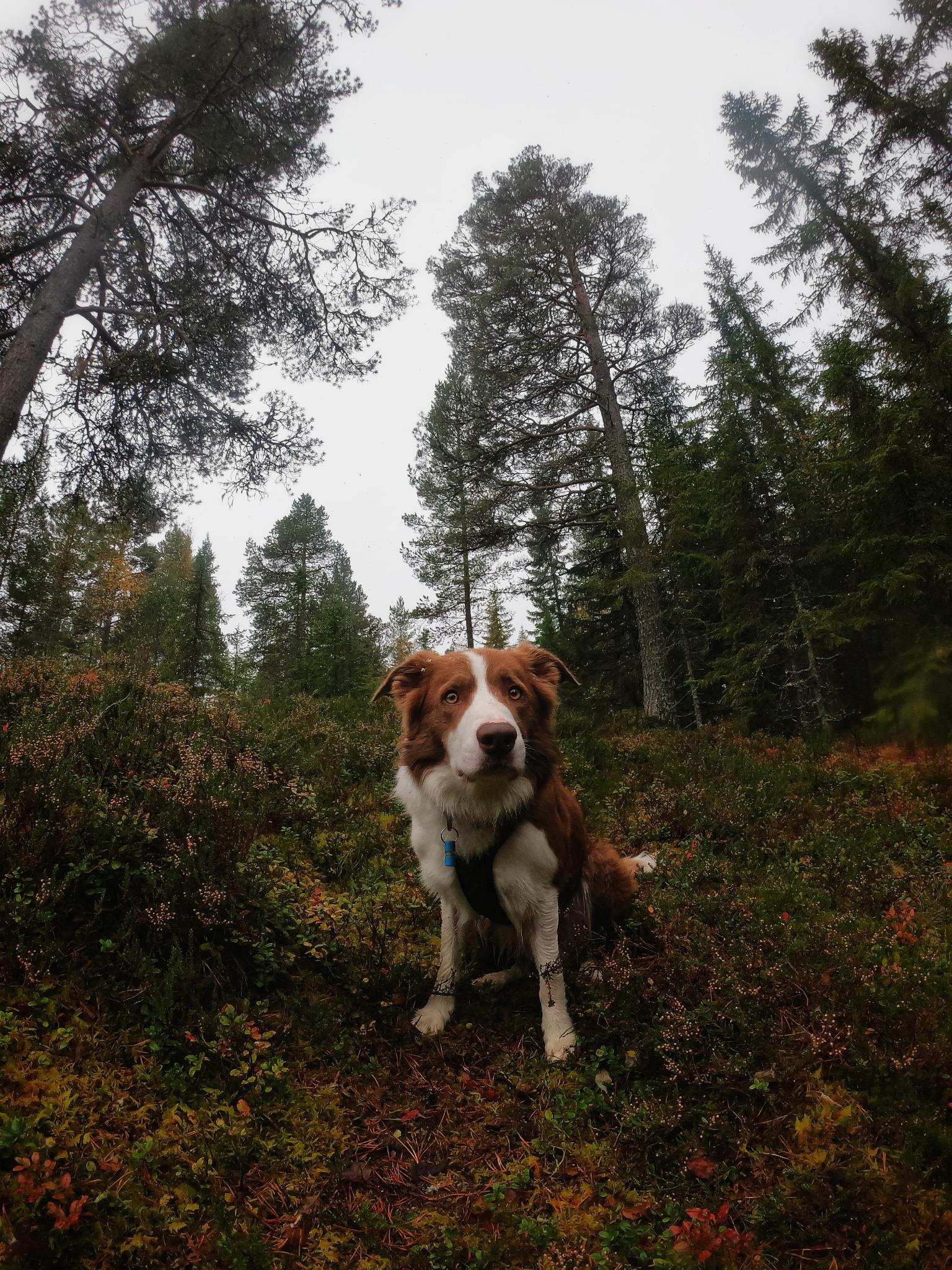 autumn forest