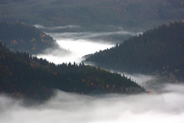 cloudy forest