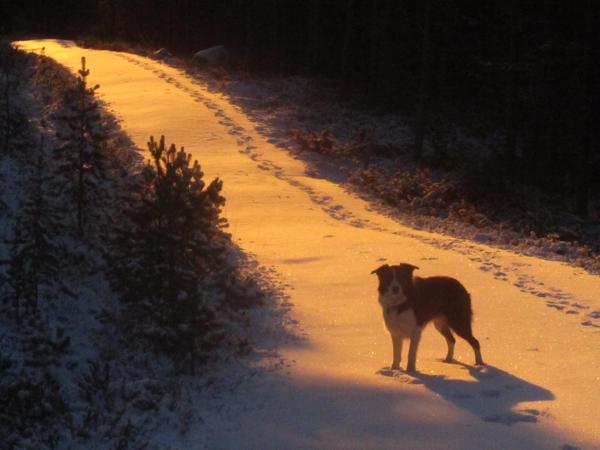 dog in sunset