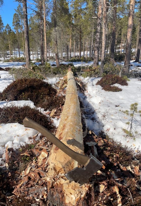 Debarking a newly felled tree.