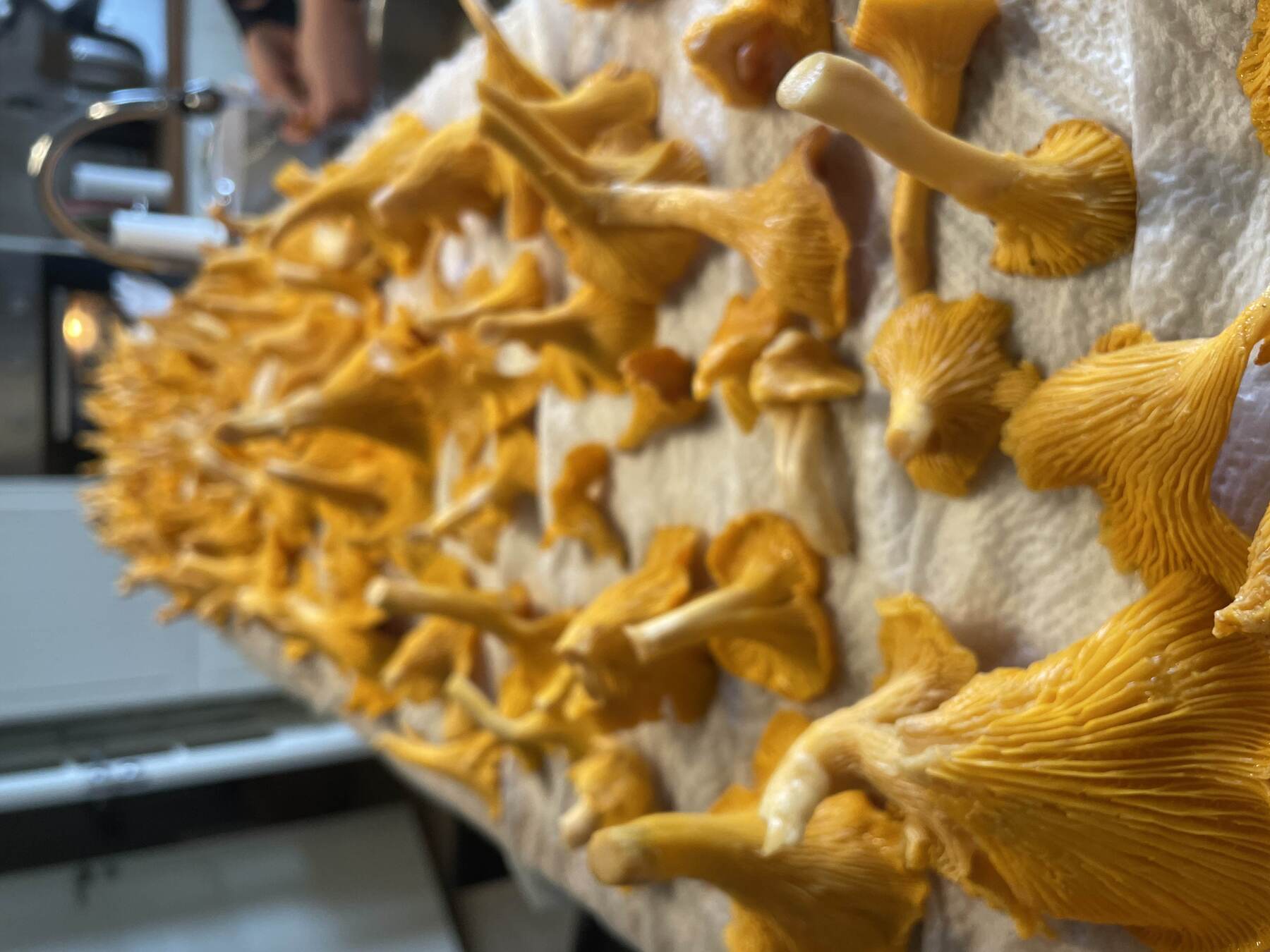 Mushroom