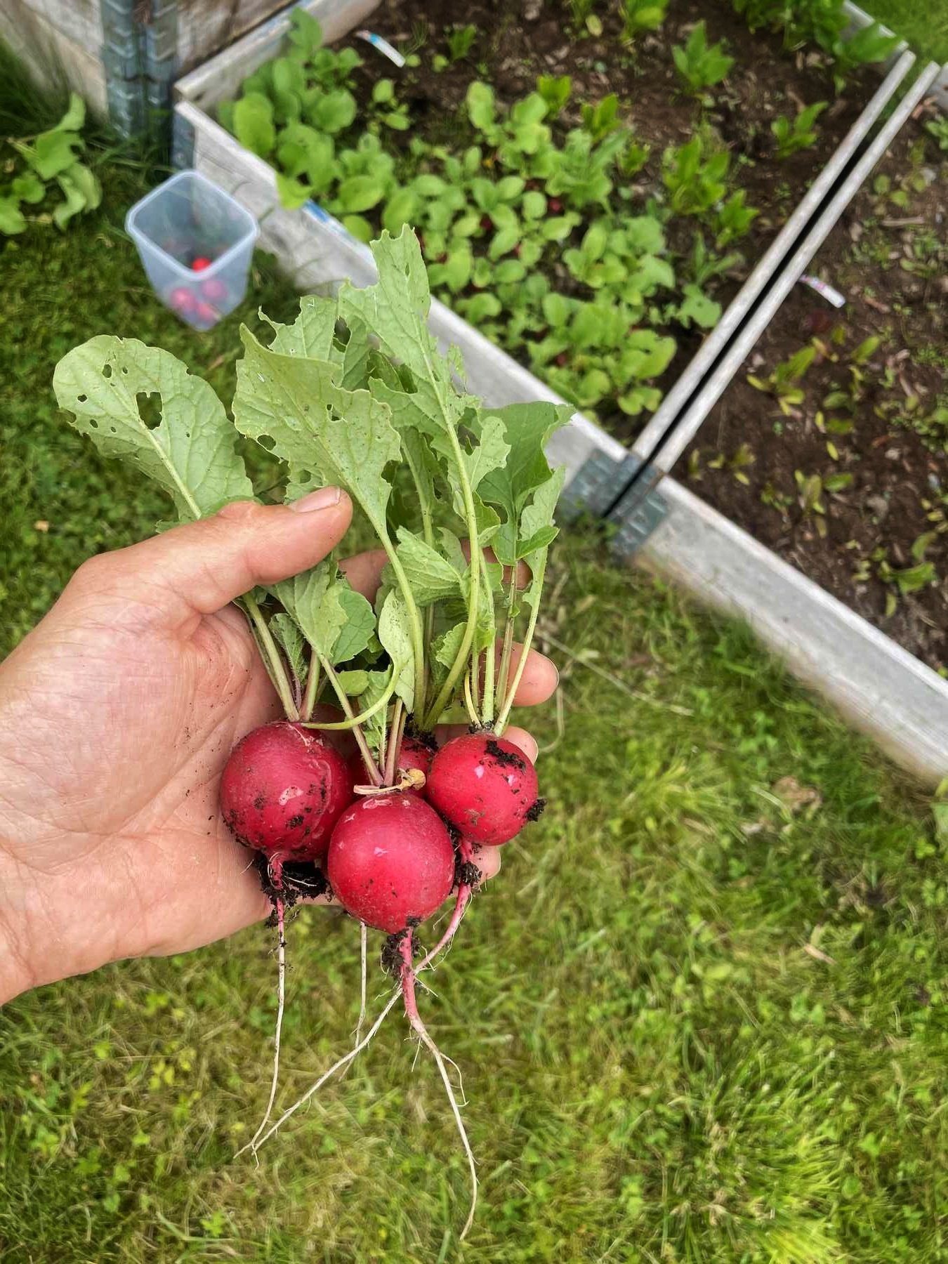 Radish