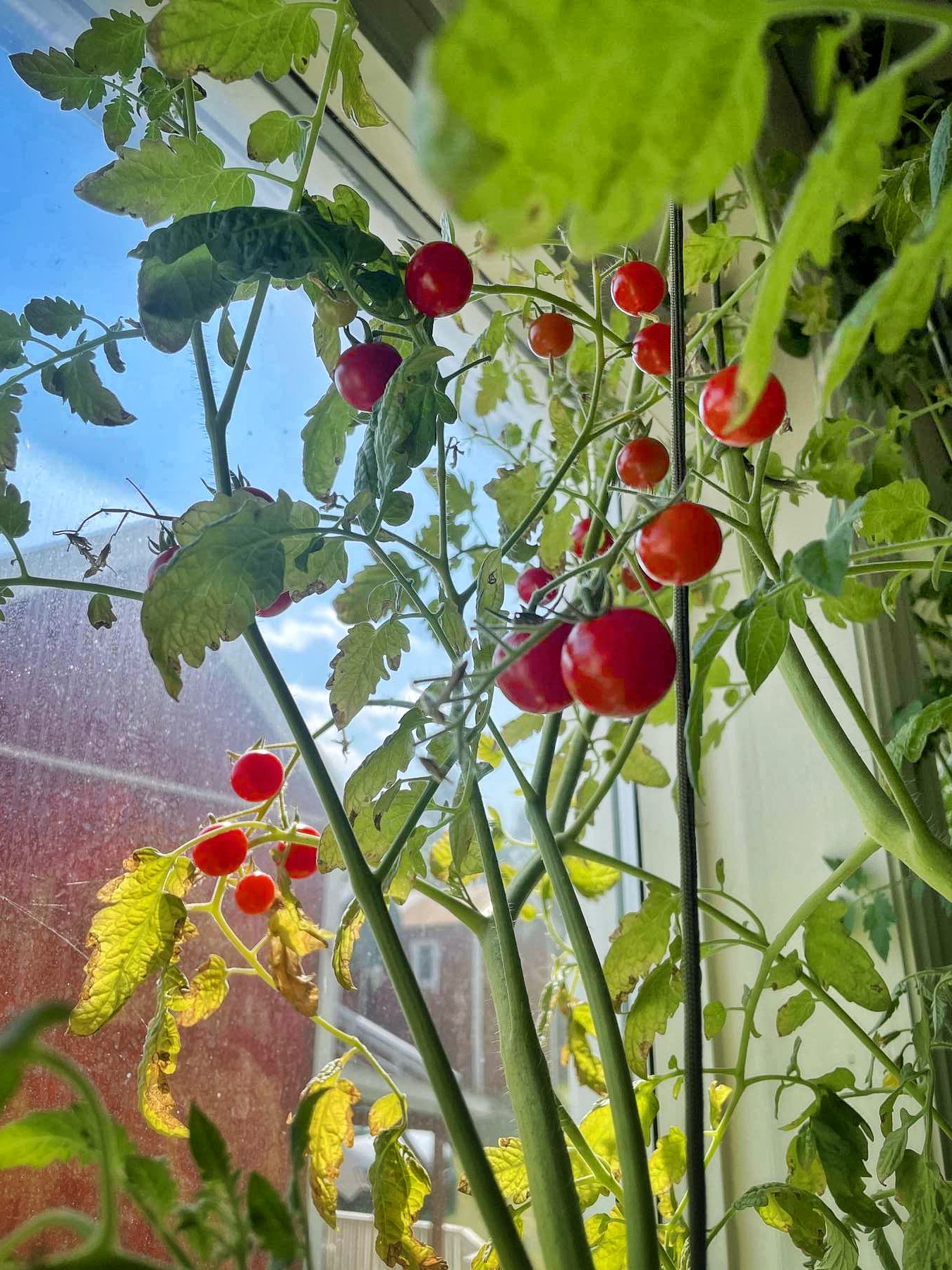 Tomato
