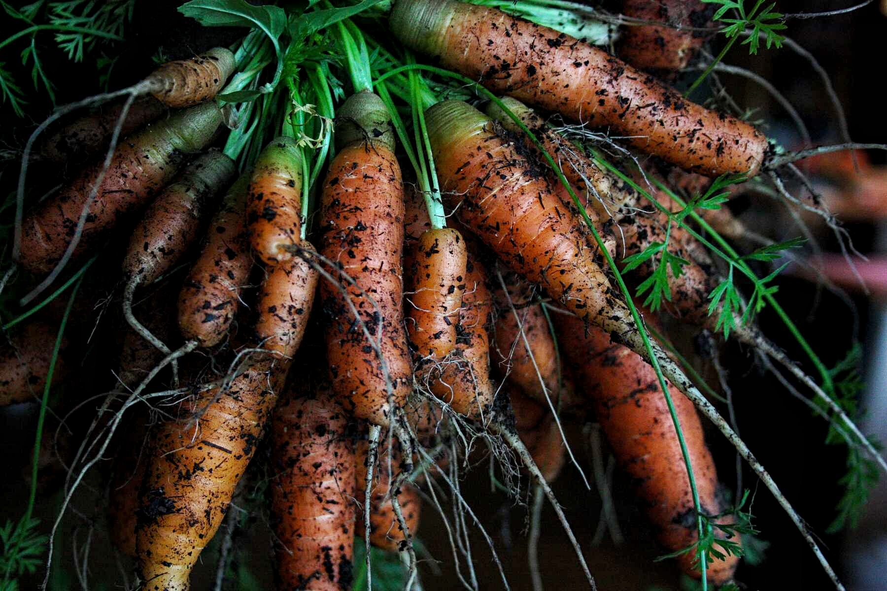 Carrot