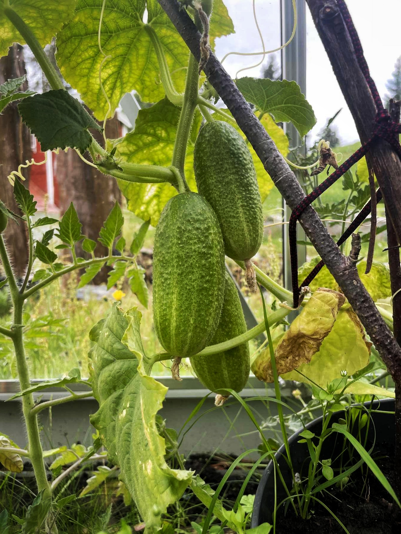 Cucumber