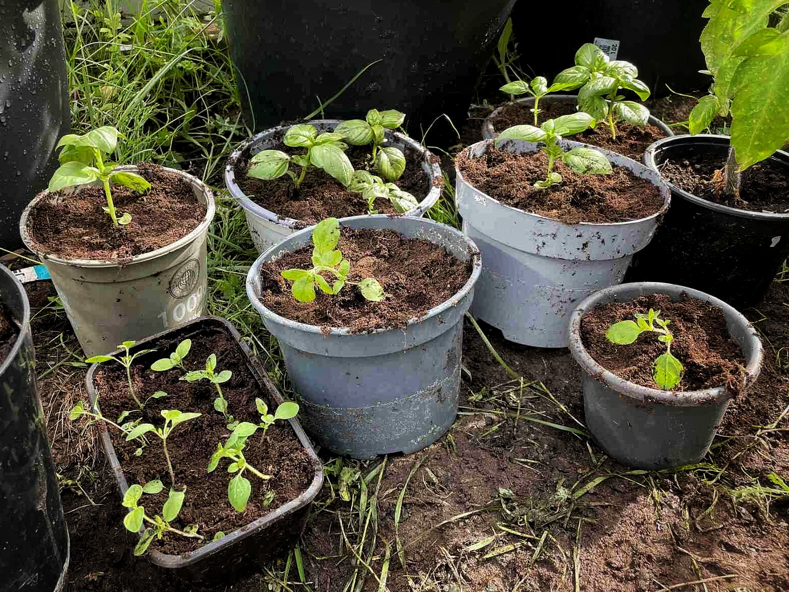 Herbs