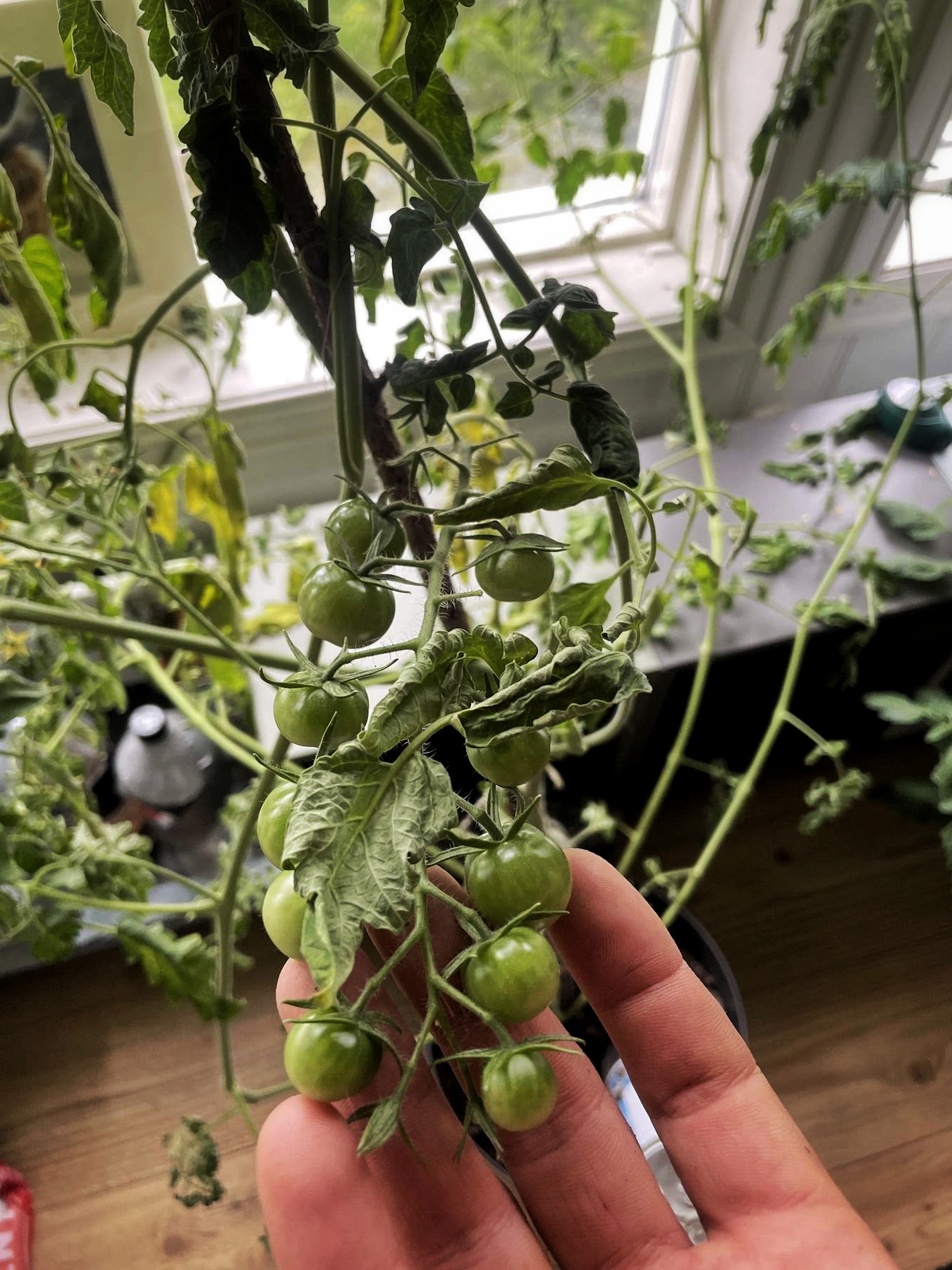Tomato